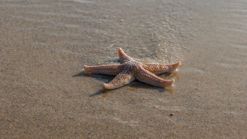 The story of Throwing Starfish - making a difference in people's lives - Wisdom From Within - Ernesto Cole